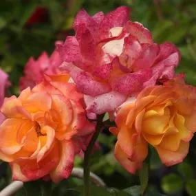 Redova Patio Climbing Rose (Rosa Redova) 2